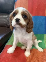 AKC Queen’s Baby , a female Cavalier King Charles Spaniel for sale in Bellflower, CA – 5 of 10