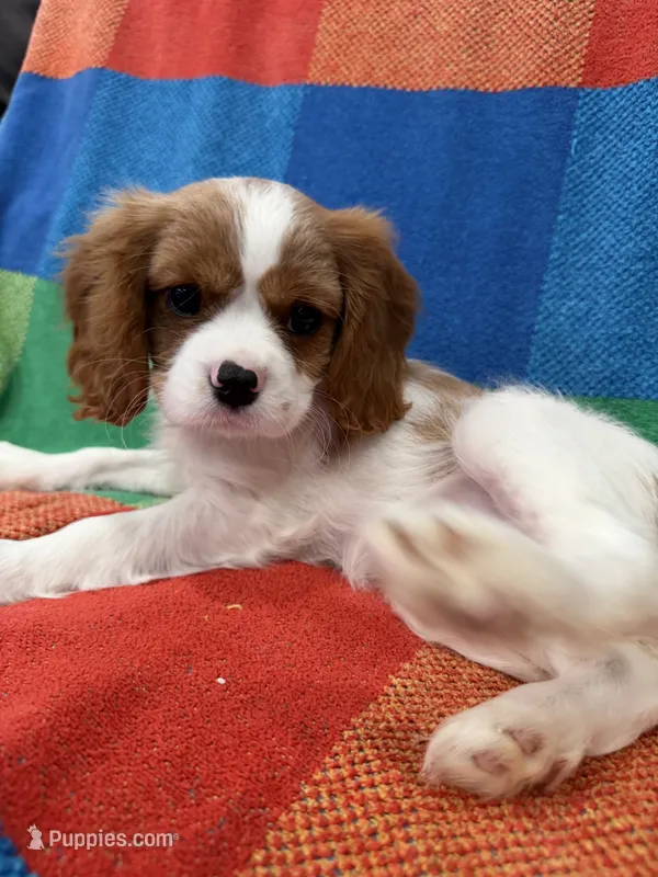 AKC Happy Girl – Cavalier King Charles Spaniel puppy for sale in Bellflower, CA