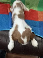 AKC Queen’s Baby , a female Cavalier King Charles Spaniel for sale in Bellflower, CA – 9 of 10