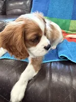 AKC Mello Yello, a male Cavalier King Charles Spaniel for sale in Bellflower, CA – 2 of 10