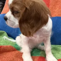 AKC Miss America, a female Cavalier King Charles Spaniel for sale in Bellflower, CA – Photo 3 of 10