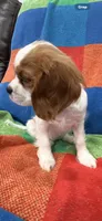 AKC Miss America, a female Cavalier King Charles Spaniel for sale in Bellflower, CA – Photo 3 of 10