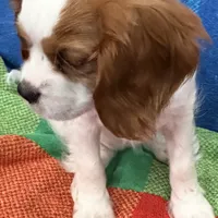 AKC Miss America, a female Cavalier King Charles Spaniel for sale in Bellflower, CA – Photo 2 of 10