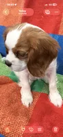 AKC Miss America, a female Cavalier King Charles Spaniel for sale in Bellflower, CA – Photo 2 of 10