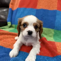 AKC Miss America, a female Cavalier King Charles Spaniel for sale in Bellflower, CA – Photo 8 of 10