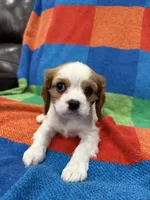 AKC Miss America, a female Cavalier King Charles Spaniel for sale in Bellflower, CA – Photo 8 of 10