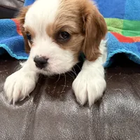 AKC Miss America, a female Cavalier King Charles Spaniel for sale in Bellflower, CA – Photo 5 of 10