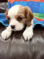 AKC Miss America, a female Cavalier King Charles Spaniel for sale in Bellflower, CA – Photo 5 of 10