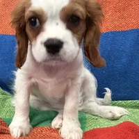 AKC Miss America, a female Cavalier King Charles Spaniel for sale in Bellflower, CA – Photo 4 of 10