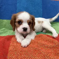 AKC Miss America, a female Cavalier King Charles Spaniel for sale in Bellflower, CA – Photo 9 of 10