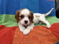 AKC Miss America, a female Cavalier King Charles Spaniel for sale in Bellflower, CA – Photo 9 of 10