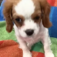 AKC Miss America, a female Cavalier King Charles Spaniel for sale in Bellflower, CA – Photo 10 of 10