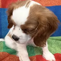 AKC Miss America, a female Cavalier King Charles Spaniel for sale in Bellflower, CA – Photo 1 of 10