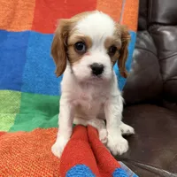 AKC Miss America, a female Cavalier King Charles Spaniel for sale in Bellflower, CA – Photo 6 of 10