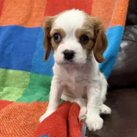 AKC Miss America, a female Cavalier King Charles Spaniel for sale in Bellflower, CA – Photo 7 of 10
