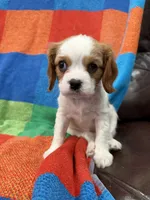 AKC Miss America, a female Cavalier King Charles Spaniel for sale in Bellflower, CA – Photo 7 of 10