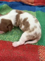 AKC Mercedes, a female Cavalier King Charles Spaniel for sale in Bellflower, CA – 7 of 10