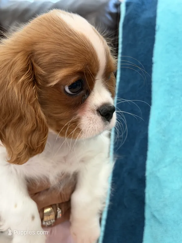 AKC CH Theo – Cavalier King Charles Spaniel puppy for sale in Bellflower, CA