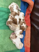 AKC Mercedes, a female Cavalier King Charles Spaniel for sale in Bellflower, CA – 9 of 10
