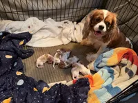 AKC Mercedes, a female Cavalier King Charles Spaniel for sale in Bellflower, CA – 10 of 10