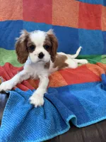 AKC Pretty Girl , a female Cavalier King Charles Spaniel for sale in Bellflower, CA – 5 of 10