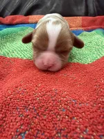AKC Mr Woderfull, a male Cavalier King Charles Spaniel for sale in Bellflower, CA – 3 of 10