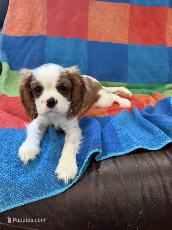 AKC Pretty Girl  – Cavalier King Charles Spaniel puppy for sale in Bellflower, CA