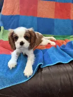 AKC Pretty Girl , a female Cavalier King Charles Spaniel for sale in Bellflower, CA – 1 of 10