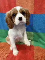 AKC Happy Girl, a female Cavalier King Charles Spaniel for sale in Bellflower, CA – 8 of 10