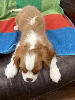 AKC Travis Kelcy, a male Cavalier King Charles Spaniel for sale in Bellflower, CA – 7 of 10