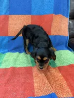 AKC Pretty Pistol , a female Cavalier King Charles Spaniel for sale in Bellflower, CA – 6 of 10