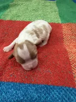 AKC Little Princess , a female Cavalier King Charles Spaniel for sale in Bellflower, CA – 2 of 10