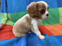AKC CH Bella, a female Cavalier King Charles Spaniel for sale in Bellflower, CA – 3 of 10