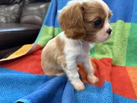 AKC CH Bella, a female Cavalier King Charles Spaniel for sale in Bellflower, CA – 4 of 10