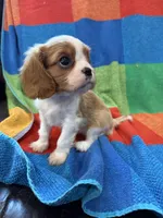 AKC CH Bella, a female Cavalier King Charles Spaniel for sale in Bellflower, CA – 2 of 10
