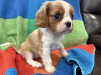 AKC CH Bella, a female Cavalier King Charles Spaniel for sale in Bellflower, CA – 5 of 10