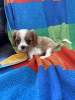 AKC CH Bella, a female Cavalier King Charles Spaniel for sale in Bellflower, CA – 6 of 10