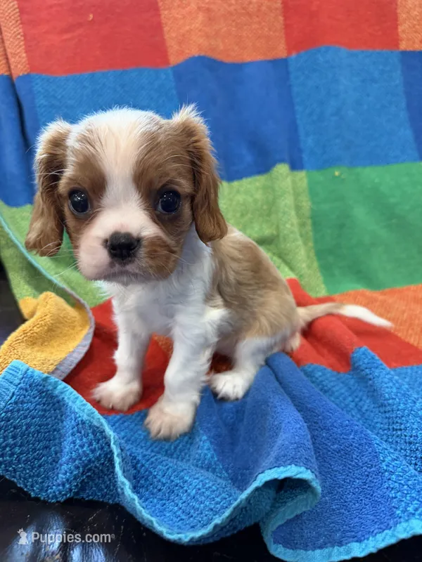 AKC CH Bella – Cavalier King Charles Spaniel puppy for sale in Bellflower, CA