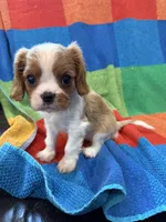 AKC CH Bella, a female Cavalier King Charles Spaniel for sale in Bellflower, CA – 1 of 10