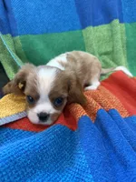 AKC CH Bella, a female Cavalier King Charles Spaniel for sale in Bellflower, CA – 7 of 10