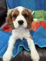 AKC Mello Yello, a male Cavalier King Charles Spaniel for sale in Bellflower, CA – 3 of 10