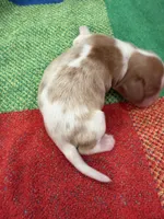 AKC Santa Claus, a male Cavalier King Charles Spaniel for sale in Bellflower, CA – 4 of 10