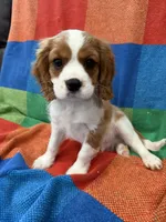 AKC Mello Yello, a male Cavalier King Charles Spaniel for sale in Bellflower, CA – 7 of 10