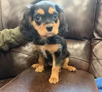 AKC Pretty Pistol , a female Cavalier King Charles Spaniel for sale in Bellflower, CA – 1 of 10