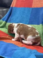 AKC CH Dexter, a male Cavalier King Charles Spaniel for sale in Bellflower, CA – 3 of 10