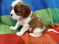 AKC CH Dexter, a male Cavalier King Charles Spaniel for sale in Bellflower, CA – 8 of 10