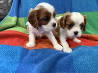 AKC CH Dexter, a male Cavalier King Charles Spaniel for sale in Bellflower, CA – 9 of 10