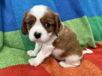 AKC CH Dexter, a male Cavalier King Charles Spaniel for sale in Bellflower, CA – 5 of 10