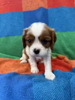 AKC CH Dexter, a male Cavalier King Charles Spaniel for sale in Bellflower, CA – 6 of 10