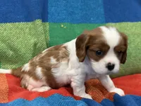 AKC CH Dexter, a male Cavalier King Charles Spaniel for sale in Bellflower, CA – 2 of 10
